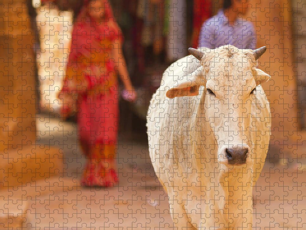 Hinduism Jigsaw Puzzle featuring the photograph Sacred Cow by Scotto72