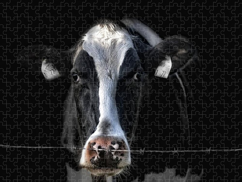 Cow Jigsaw Puzzle featuring the photograph sad Lisa by Joachim G Pinkawa
