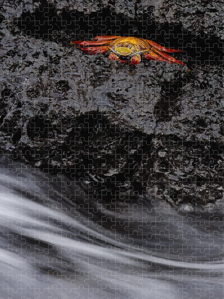 Feb0514 Jigsaw Puzzle featuring the photograph Sally Lightfoot Crab In Crevice by Pete Oxford