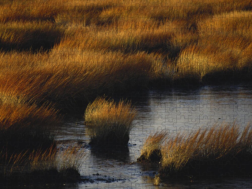 Salt-marsh Cordgrass Jigsaw Puzzle featuring the photograph Saltmarsh Cordgrass by Paul J. Fusco