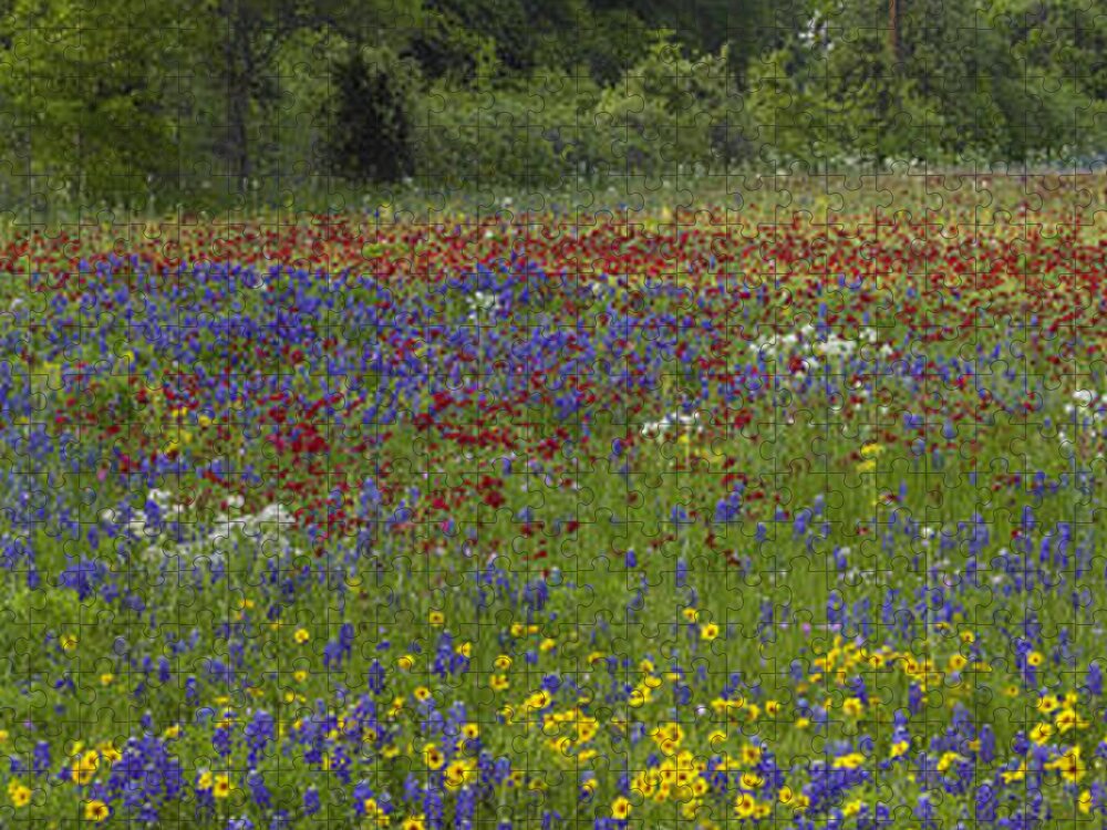 Feb0514 Jigsaw Puzzle featuring the photograph Sand Bluebonnet Drummonds Phlox by Tim Fitzharris