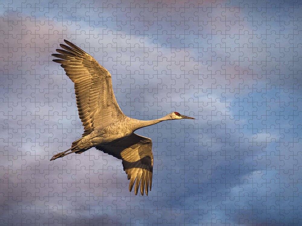Sandhill Crane Jigsaw Puzzle featuring the photograph Sandhill Crane in Flight by Priscilla Burgers