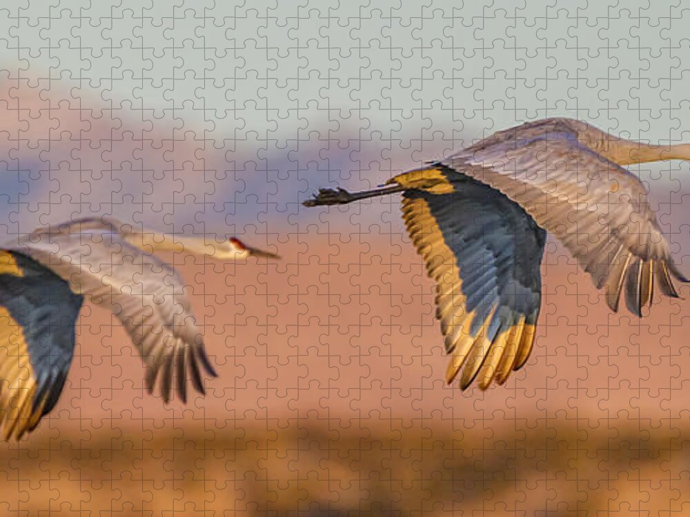 Birds Jigsaw Puzzle featuring the photograph Sandhill Crane Pair by Fred J Lord