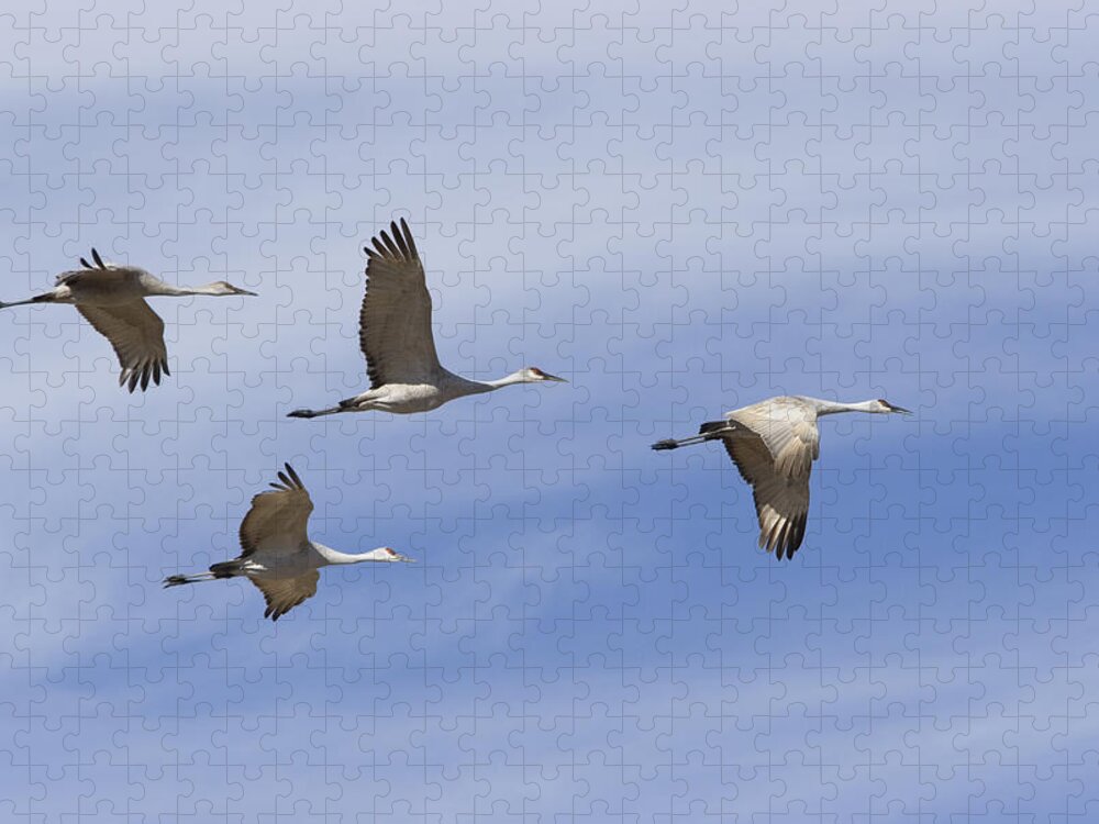 Bosque Del Apache Jigsaw Puzzle featuring the photograph Sandhill Cranes Grus Canadensis Flying by Konrad Wothe