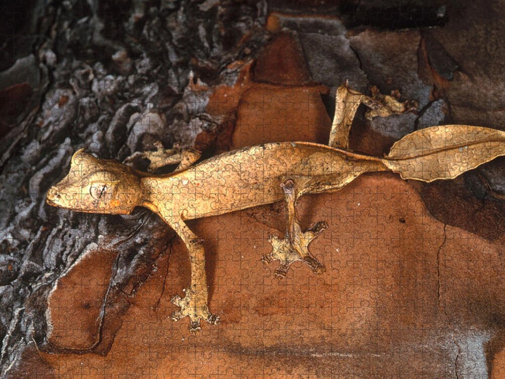Satanic Leaftail Gecko Jigsaw Puzzle featuring the photograph Satanic Leaftail Gecko by Steve Cooper
