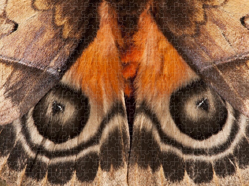 Feb0514 Jigsaw Puzzle featuring the photograph Saturniid Moth Yasuni Ecuador by Pete Oxford