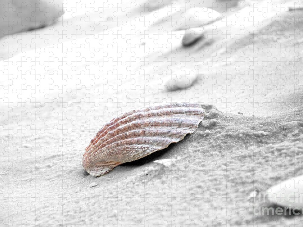 Shell Jigsaw Puzzle featuring the photograph Scallop Shell by Robert Meanor