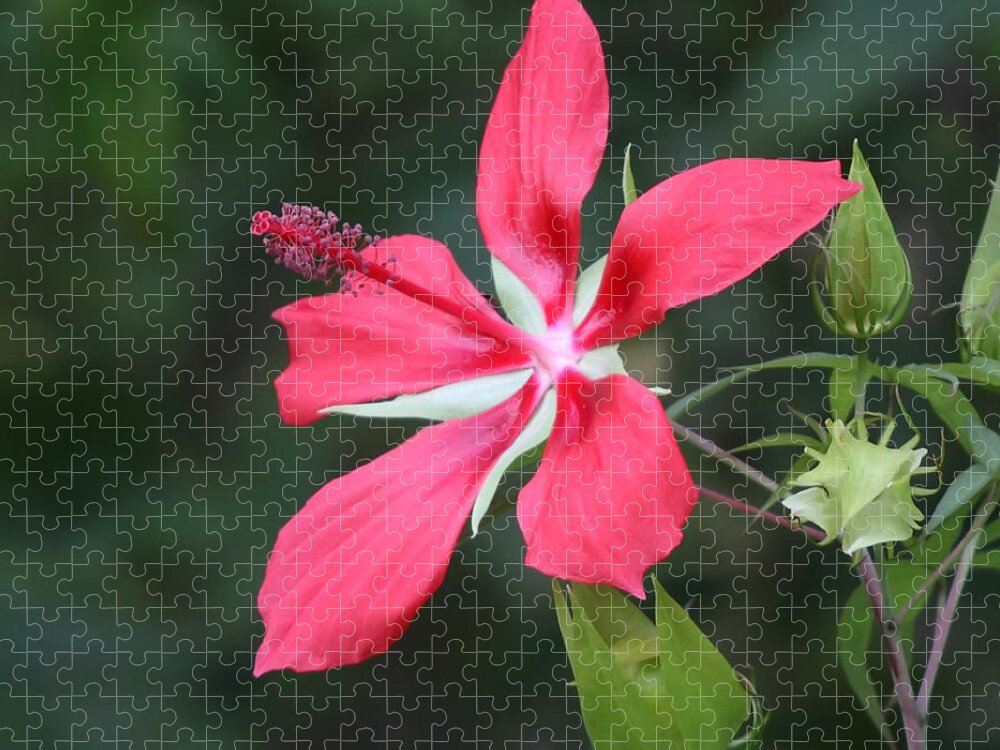 Scarlet Jigsaw Puzzle featuring the photograph Scarlet Hibiscus #3 by Paul Rebmann