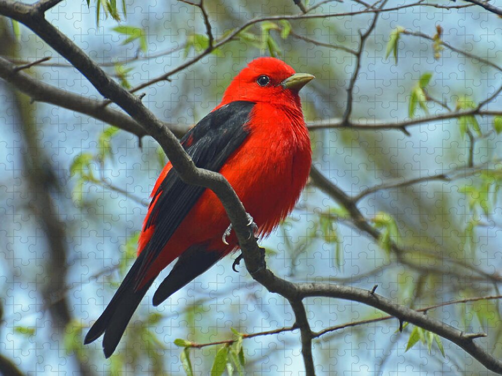 Bird Jigsaw Puzzle featuring the photograph Scarlet Tanager in the Forest by Rodney Campbell