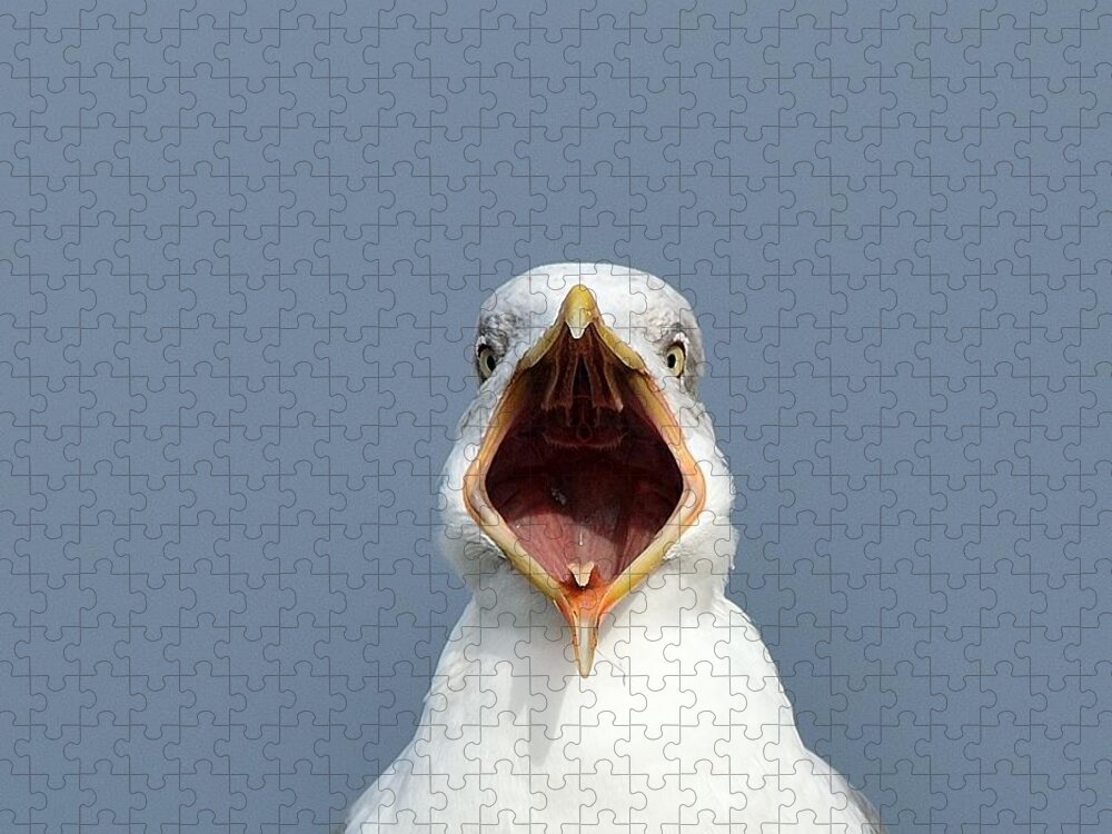 Animal Themes Jigsaw Puzzle featuring the photograph Sea Gull by Luis Diaz Devesa