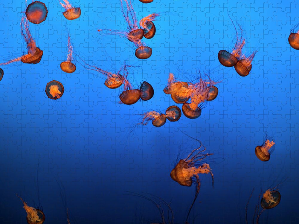 Underwater Jigsaw Puzzle featuring the photograph Sea Life And Jelly Fish Underwater The by Pgiam