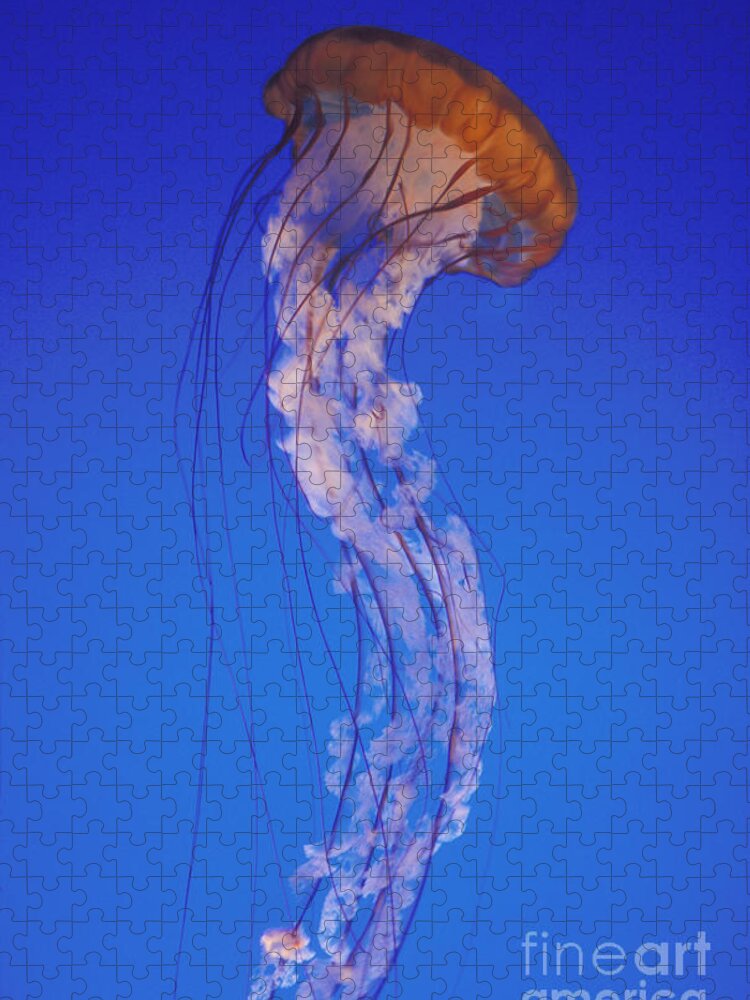 Animal Jigsaw Puzzle featuring the photograph Sea Nettle Jellyfish by Mark Harmel