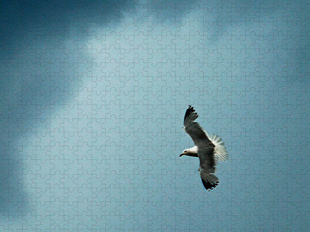 Bird Jigsaw Puzzle featuring the photograph Seagull in Flight by Aimee L Maher ALM GALLERY