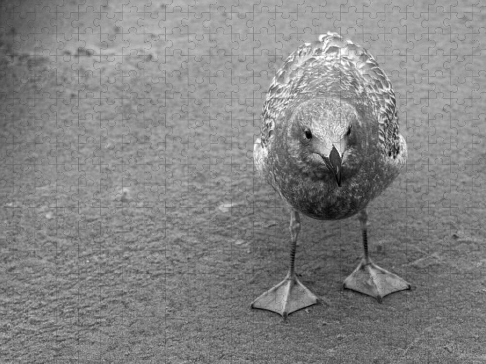 Black And White Jigsaw Puzzle featuring the photograph Seagull Stare Down by Rich Collins
