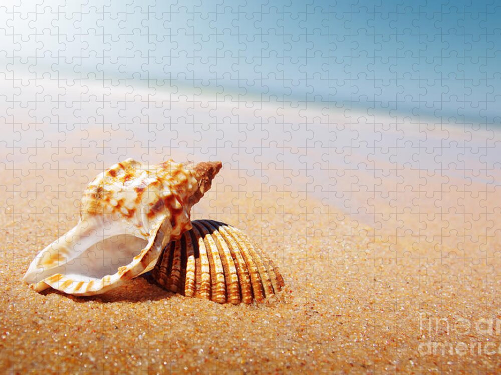 Abstract Jigsaw Puzzle featuring the photograph Seashell and Conch by Carlos Caetano