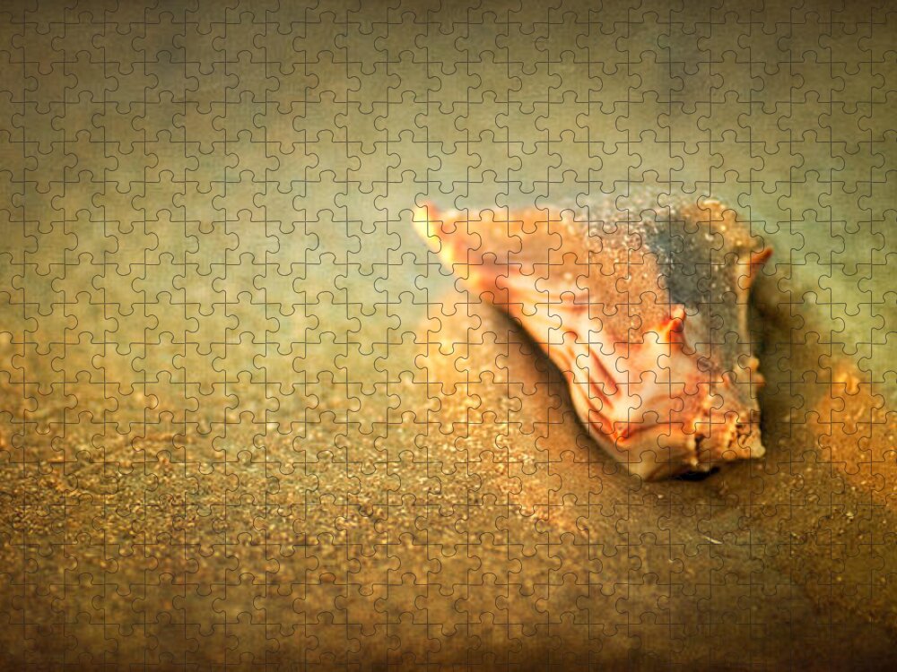 Landscape Jigsaw Puzzle featuring the photograph Seashell by Joye Ardyn Durham