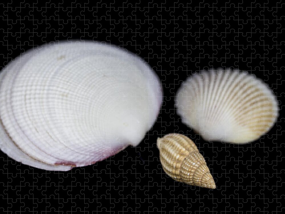 Marine Jigsaw Puzzle featuring the photograph Seashells by Paulo Goncalves