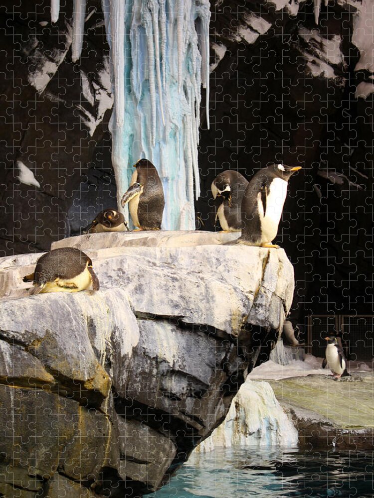 Seaworld Jigsaw Puzzle featuring the photograph SeaWorld Penguins by David Nicholls