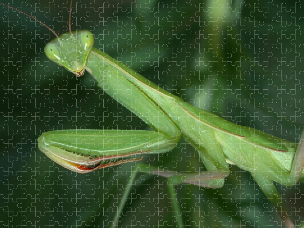 Praying Mantis Jigsaw Puzzle featuring the photograph Seeing Green by Shane Bechler