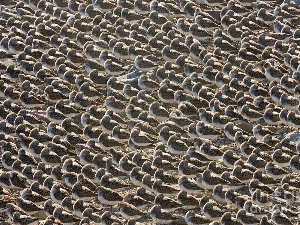 00536652 Puzzle featuring the photograph Semipalmated Sandpipers Sleeping by Yva Momatiuk John Eastcott
