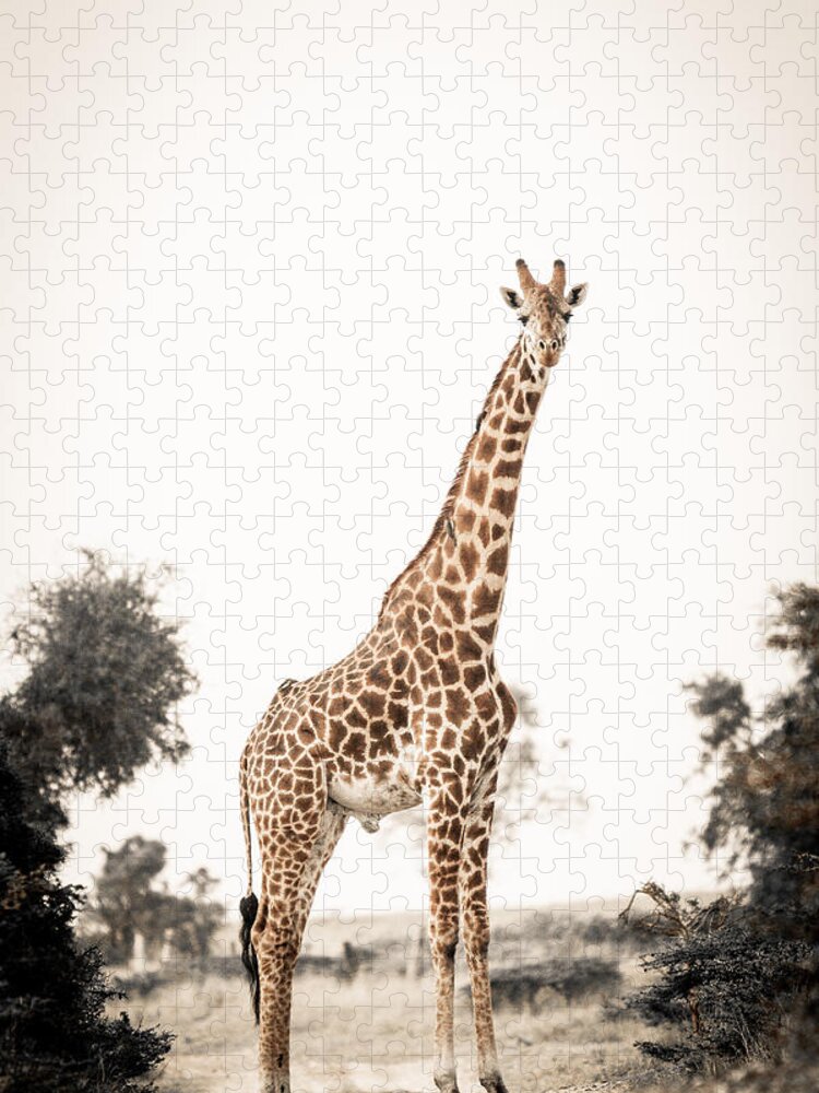 Africa Jigsaw Puzzle featuring the photograph Sentinal Giraffe by Mike Gaudaur