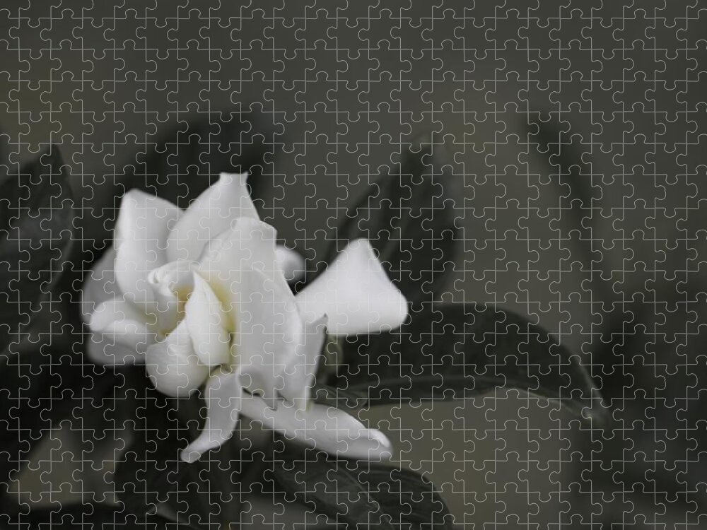 Gardenia Jigsaw Puzzle featuring the photograph Serene by Jade Moon