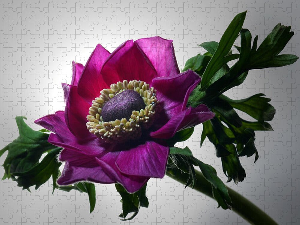 Anemone.flowers Jigsaw Puzzle featuring the photograph Serene by Terence Davis
