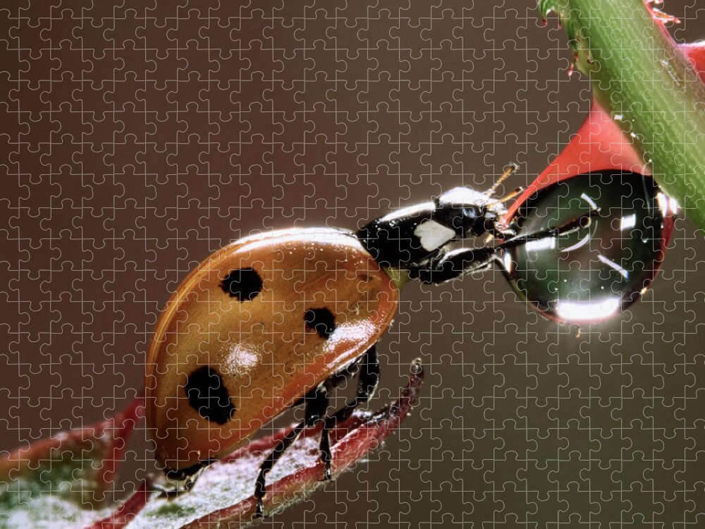 Nis Puzzle featuring the photograph Seven-spotted Ladybird Drinking by Jef Meul