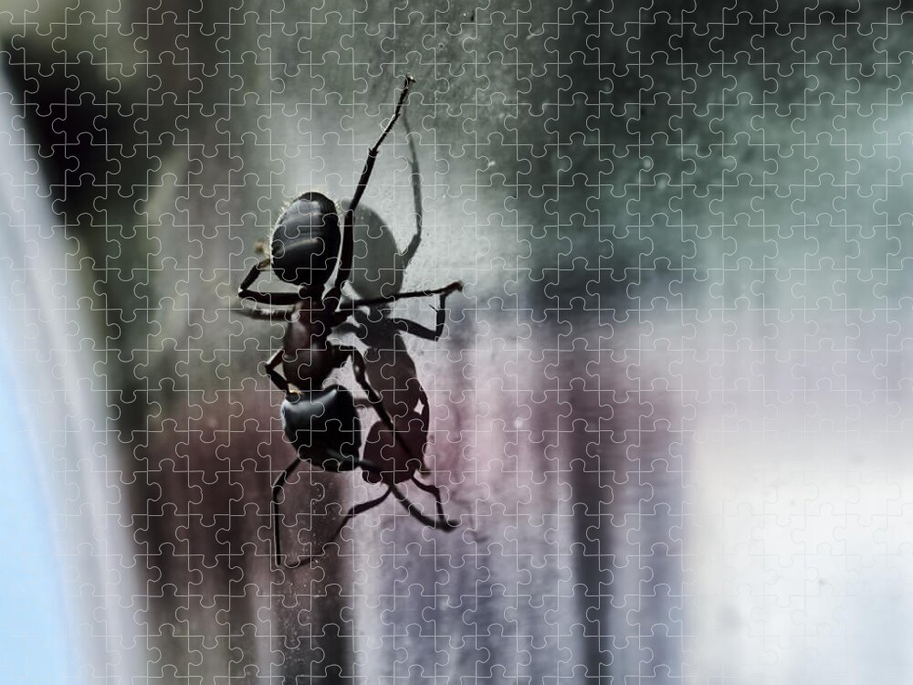 Ant Jigsaw Puzzle featuring the photograph Shadow Dancing by Sue Capuano