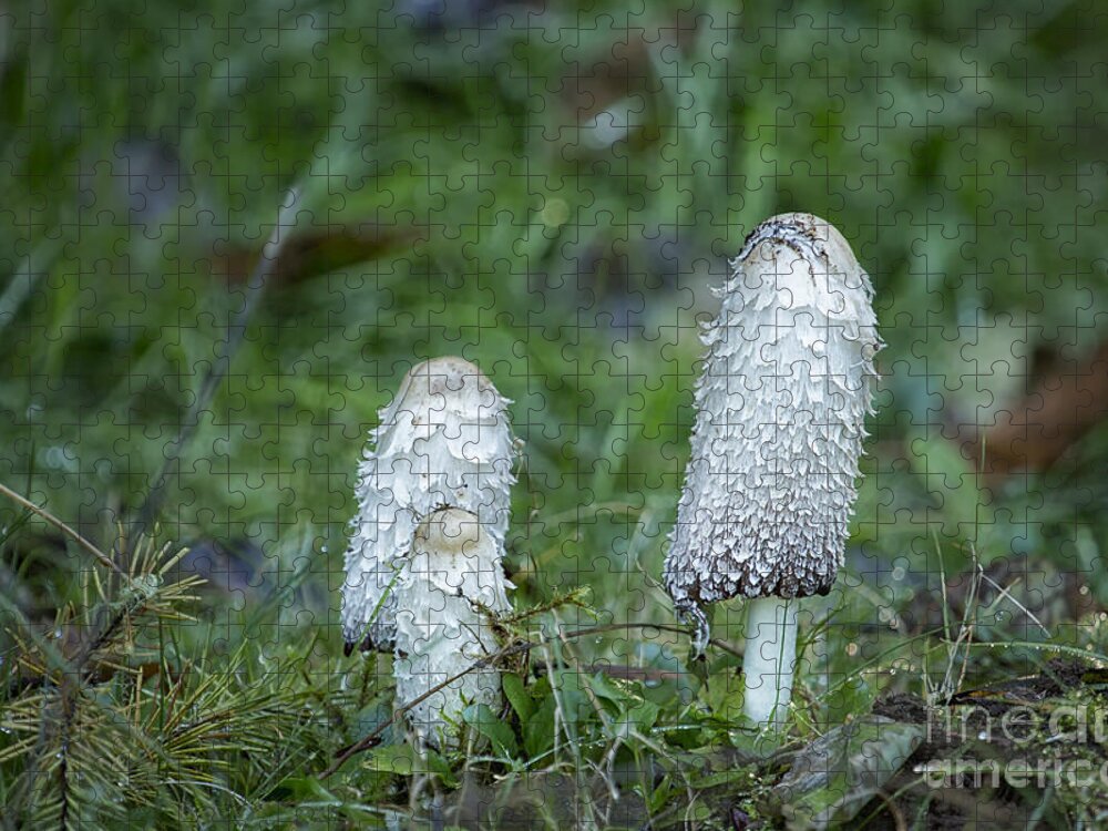 Mushroom Jigsaw Puzzle featuring the photograph Shaggy Cap Mushroom No. 3 by Belinda Greb