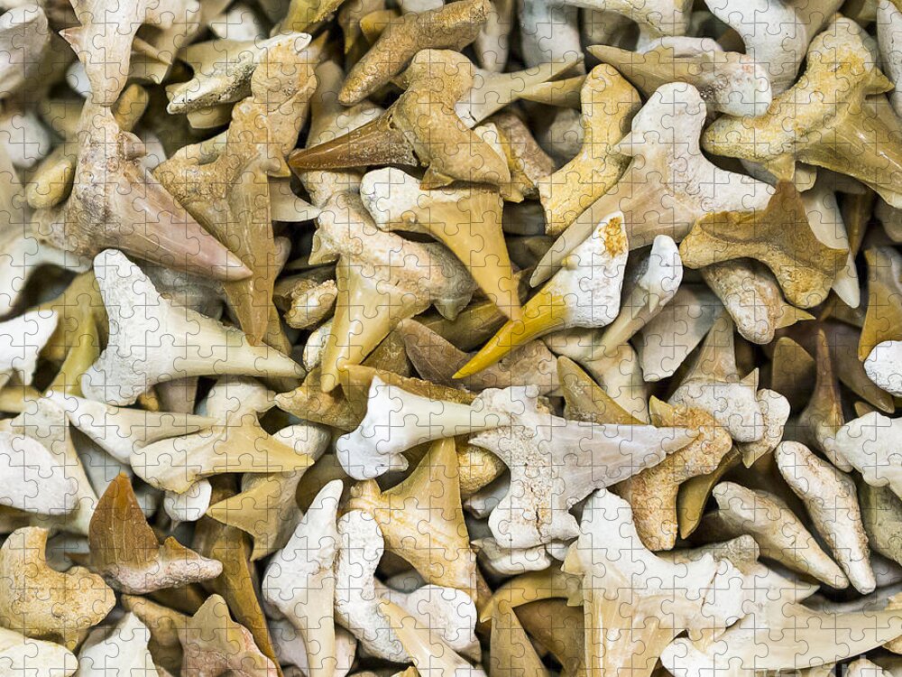 Gems Jigsaw Puzzle featuring the photograph Sharks Teeth by Steven Ralser