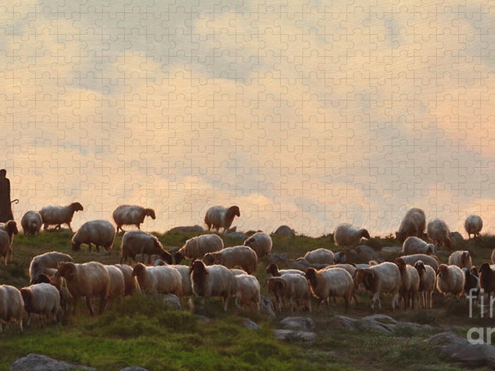 Sheep Art Jigsaw Puzzle featuring the painting Shepherd With Sheep by Constance Woods