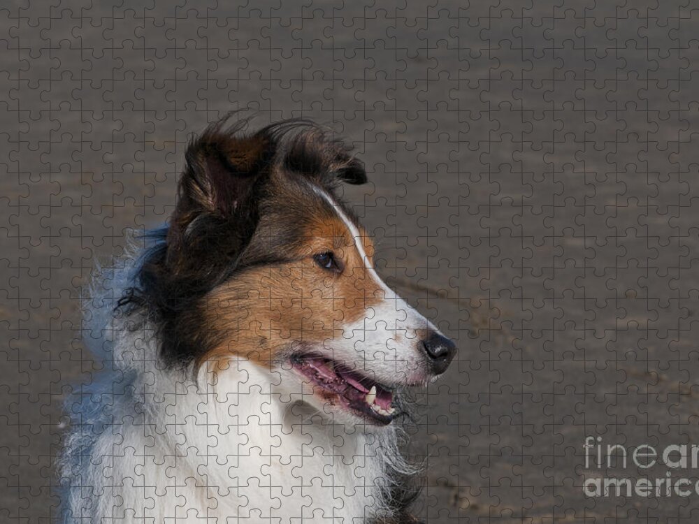 Nature Jigsaw Puzzle featuring the photograph Shetland Sheepdog On Beach by William H. Mullins