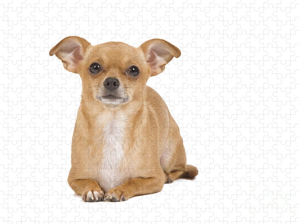 Short-haired Chihuahua Jigsaw Puzzle by Jean-Michel Labat - Pixels