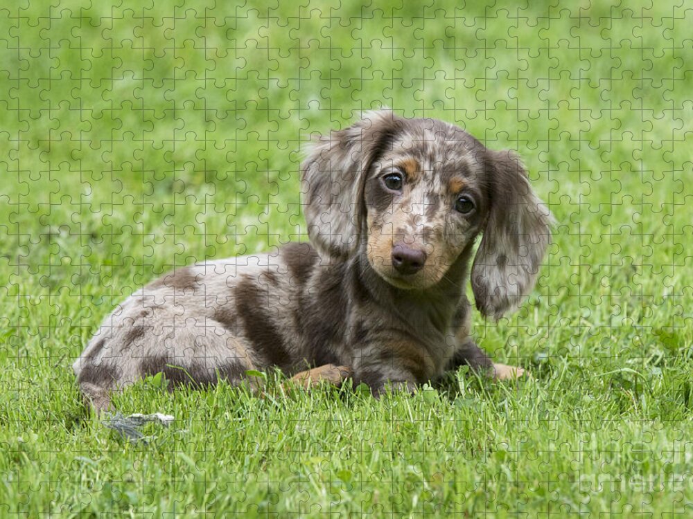 Dachshund Jigsaw Puzzle featuring the photograph Short-haired Dachshund Puppy by John Daniels