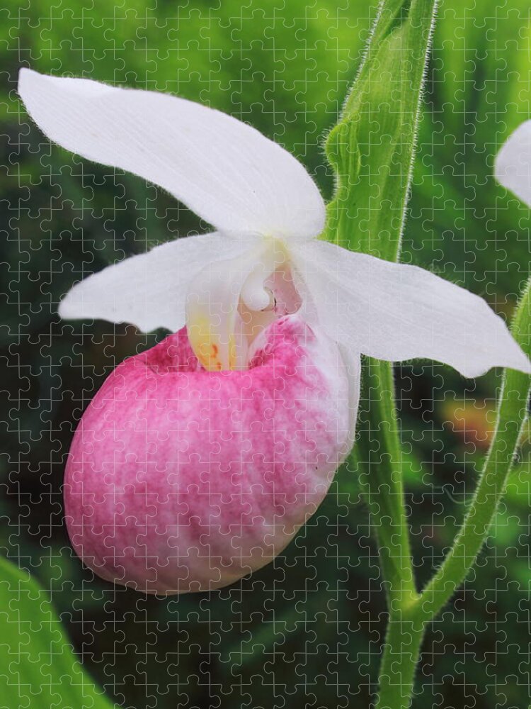 Wildflower Jigsaw Puzzle featuring the photograph Showy Lady's Slipper by John Burk