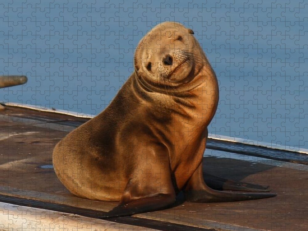 Wild Jigsaw Puzzle featuring the photograph Shy Sea Lion Pup by Christy Pooschke