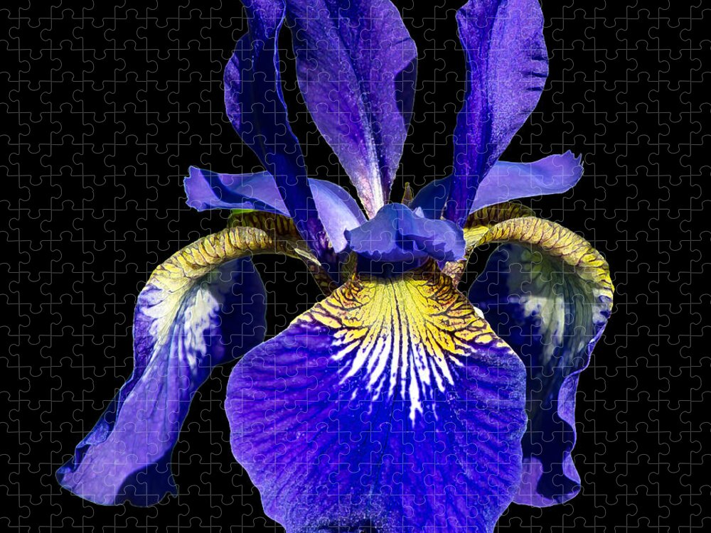 Siberian Iris On Black Jigsaw Puzzle featuring the photograph Siberian Iris on black by Torbjorn Swenelius