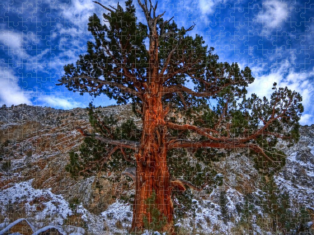 Pine Jigsaw Puzzle featuring the photograph Sierra Pine by Beth Sargent