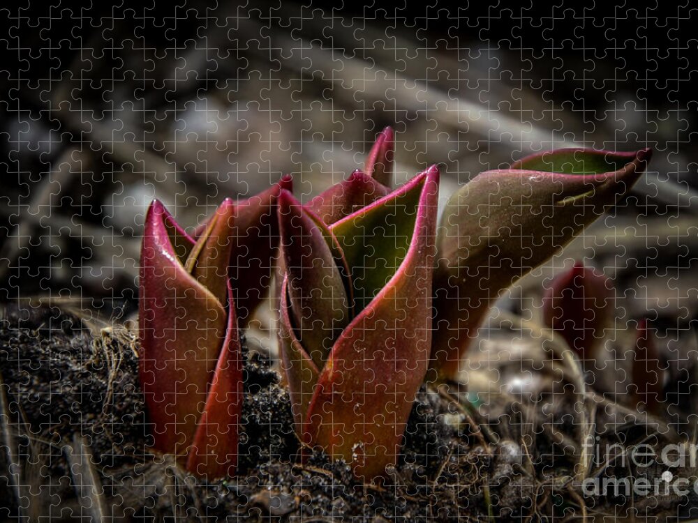 Green Jigsaw Puzzle featuring the photograph Sign of Spring in Red by Ronald Grogan