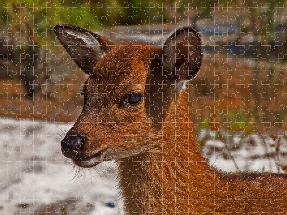 Assateague Island Jigsaw Puzzle featuring the photograph Sika Deer Fawn at Assateague Island National Seashore by Bill Swartwout