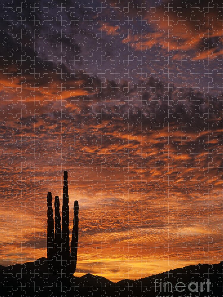American Southwest Jigsaw Puzzle featuring the photograph Silhouetted saguaro cactus sunset at dusk with dramatic clouds by Jim Corwin