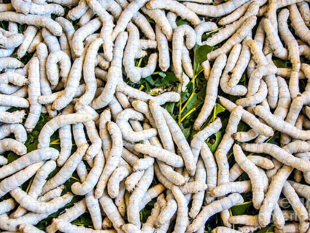 The Cuong Hoan Silk Factory Has Live Silk Worms To Show Visitors. Silk Worms Are Valuable For Their Cocoons Jigsaw Puzzle featuring the photograph Silk Worms by Roberta Bragan