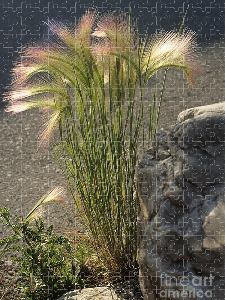 Ornamental Grass Jigsaw Puzzle featuring the photograph Silky Soft by Sharon Elliott