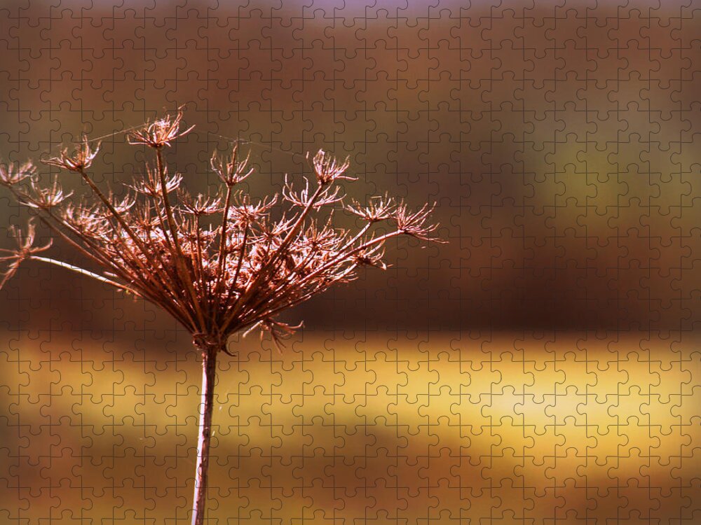 Simplicity Jigsaw Puzzle featuring the photograph Simplicity by Micki Findlay