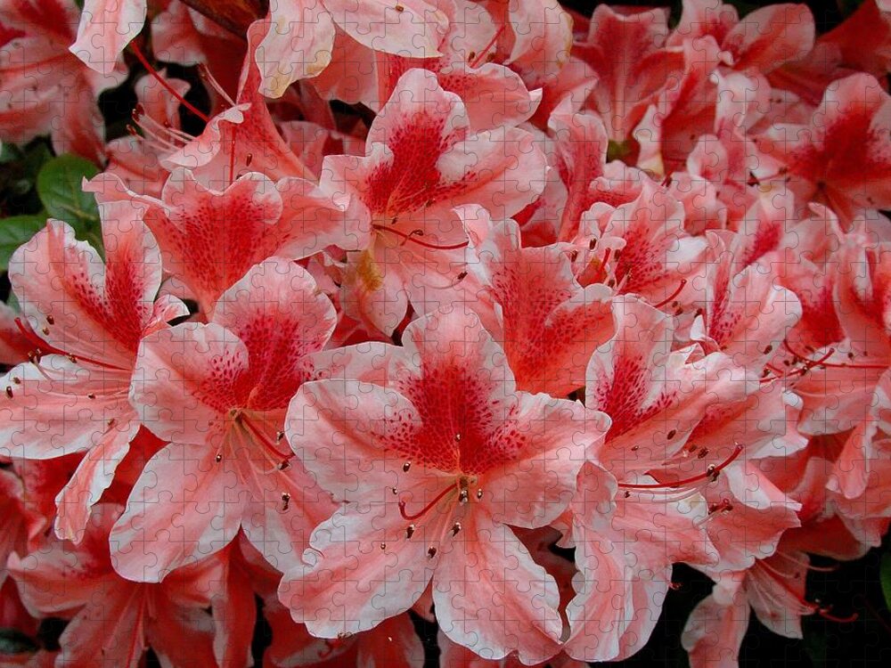Fine Art Jigsaw Puzzle featuring the photograph Simply Azaleas by Rodney Lee Williams
