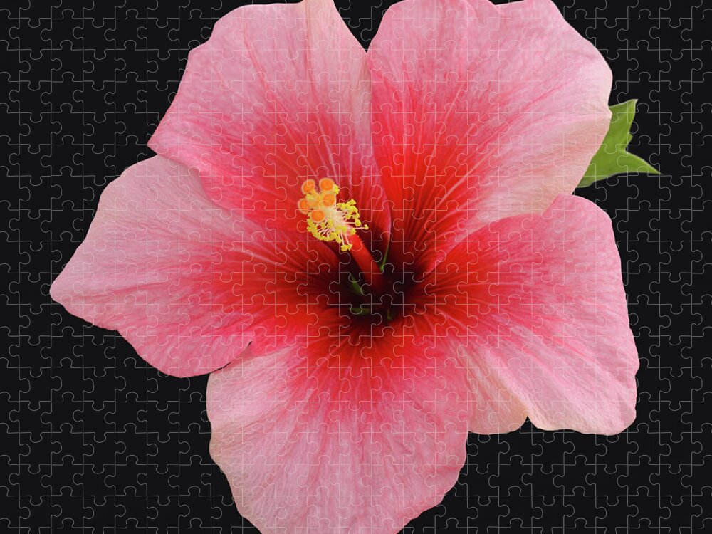 Haslemere Jigsaw Puzzle featuring the photograph Single Hibiscus Flower On A Black by Rosemary Calvert