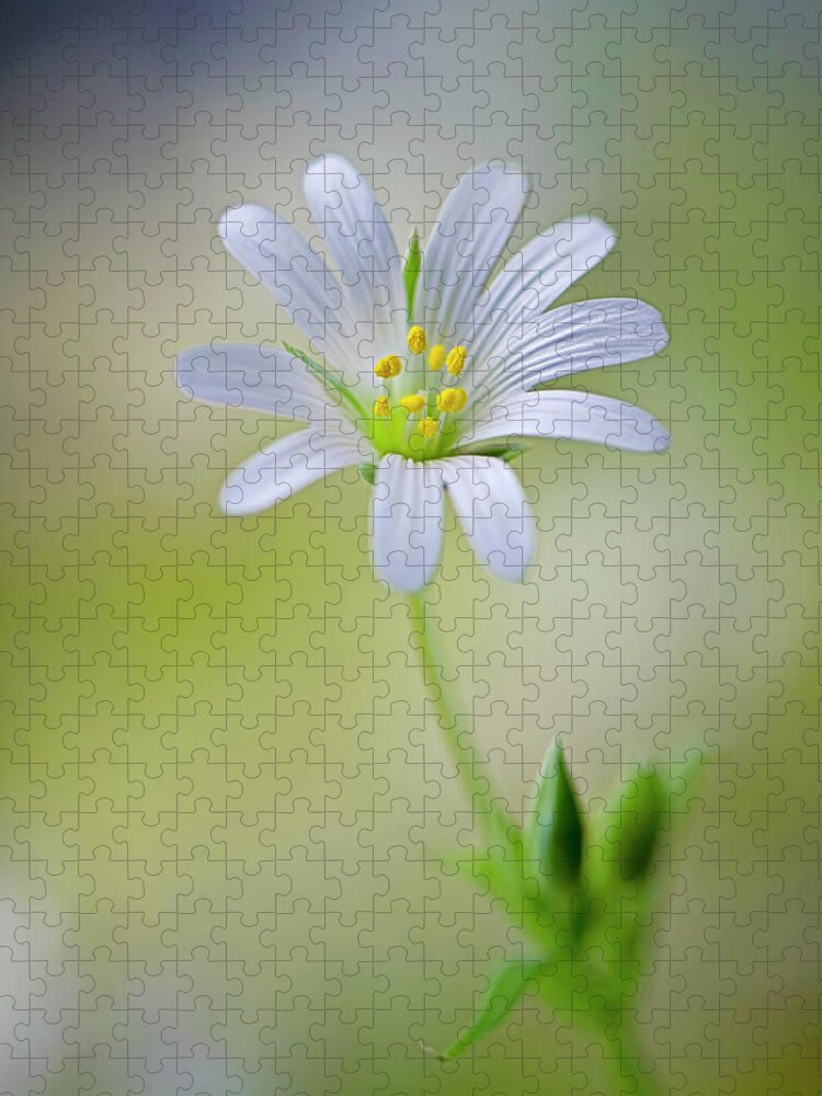 Buckinghamshire Jigsaw Puzzle featuring the photograph Single White Greater Stitchwort Flower by Jacky Parker Photography