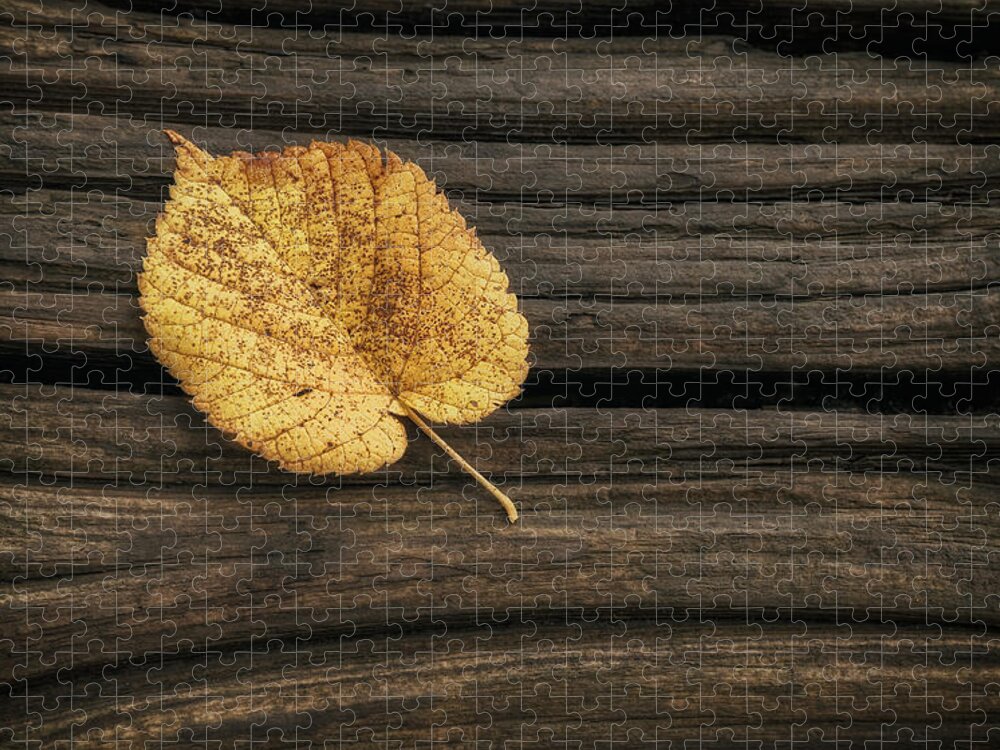 Leaf Jigsaw Puzzle featuring the photograph Single Yellow Birch Leaf by Scott Norris
