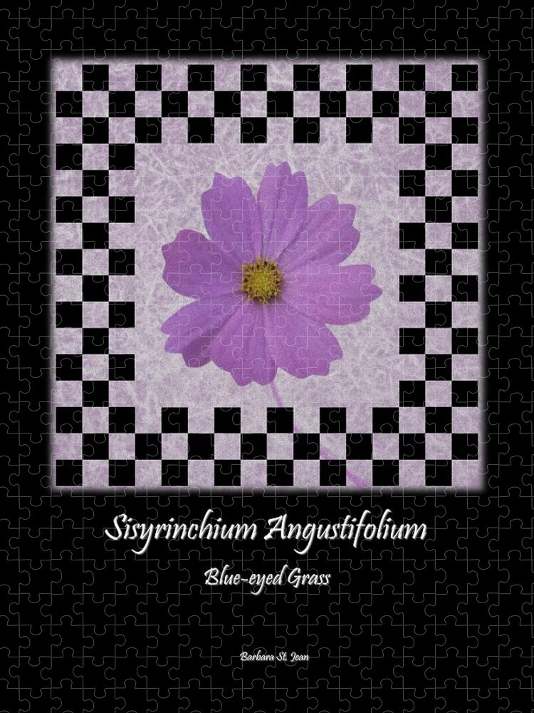 Checkerboard Jigsaw Puzzle featuring the digital art Sisyrinchium wild flower BC poster 1 by Barbara St Jean